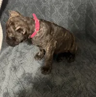 Hot pink colar, a female Cane Corso for sale in Laurinburg, NC – 2 of 5