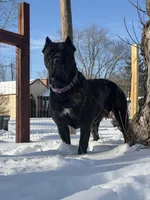 Hot pink colar, a female Cane Corso for sale in Laurinburg, NC – 4 of 5