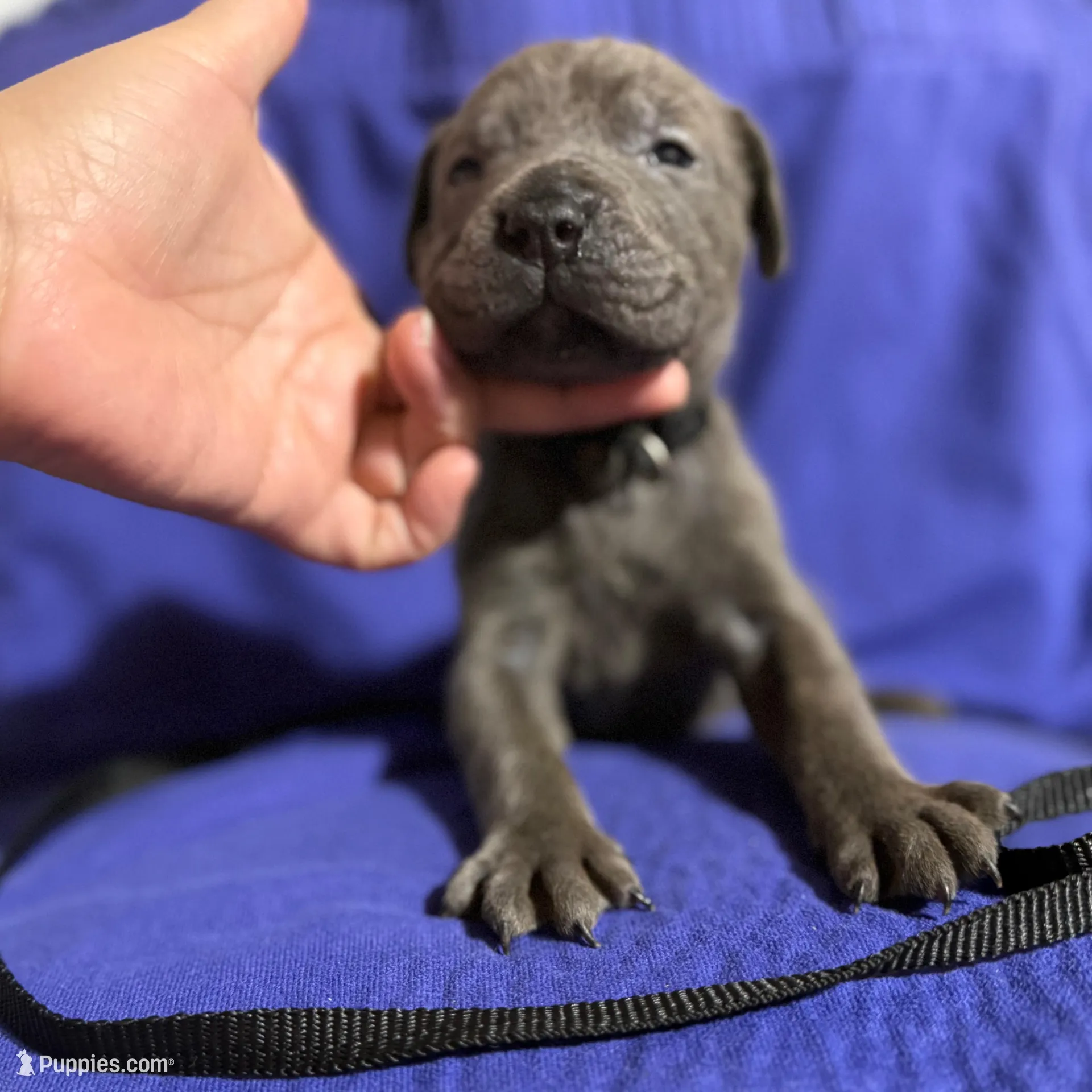 Misty, a female Cane Corso for sale in Laurinburg, NC – Photo 2 of 4