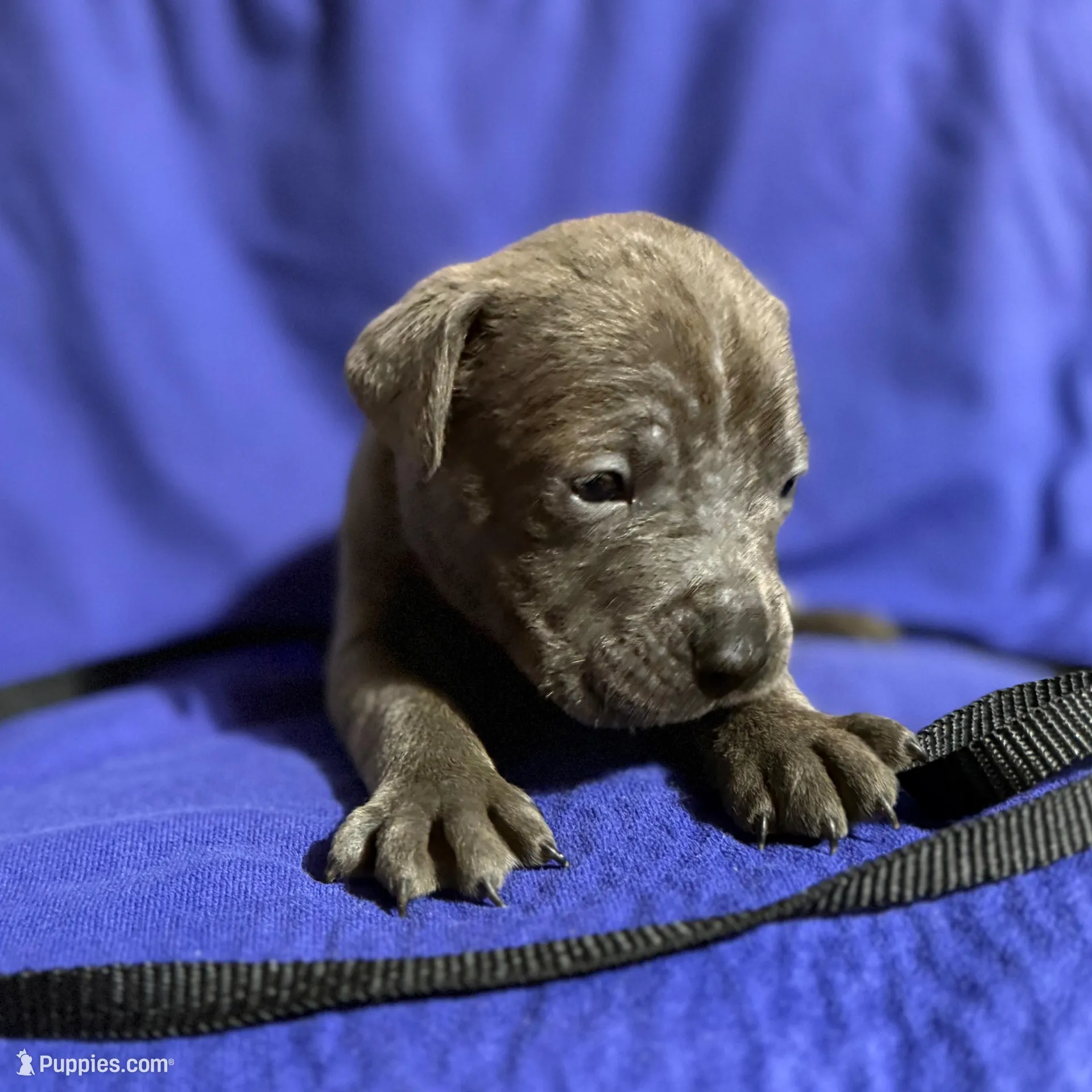 Misty, a female Cane Corso for sale in Laurinburg, NC – Photo 4 of 4