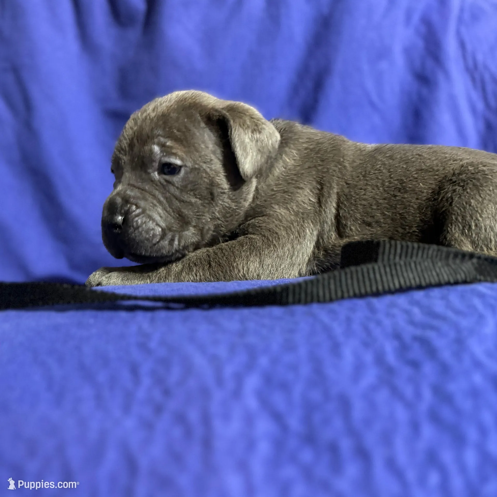 Misty, a female Cane Corso for sale in Laurinburg, NC – Photo 3 of 4