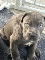 Fog, a male Cane Corso for sale in Laurinburg, NC – Photo 1 of 2