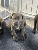 Fog, a male Cane Corso for sale in Laurinburg, NC – Photo 2 of 2