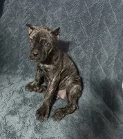 Hot pink colar, a female Cane Corso for sale in Laurinburg, NC – 3 of 5