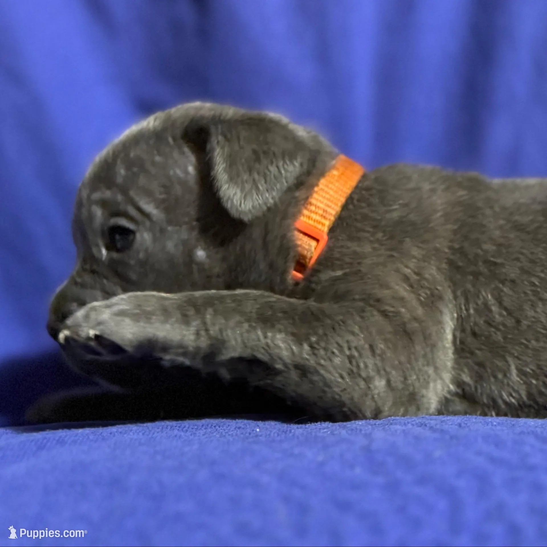 Typhoon, a male Cane Corso for sale in Laurinburg, NC – Photo 2 of 5