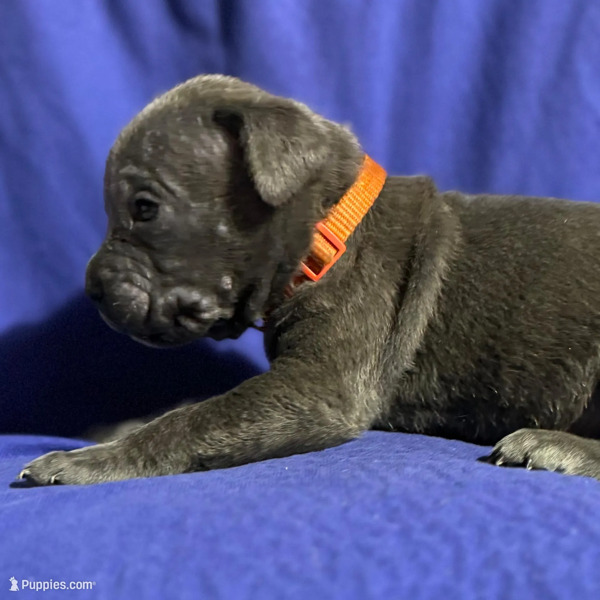 Typhoon, a male Cane Corso for sale in Laurinburg, NC – Photo 3 of 5