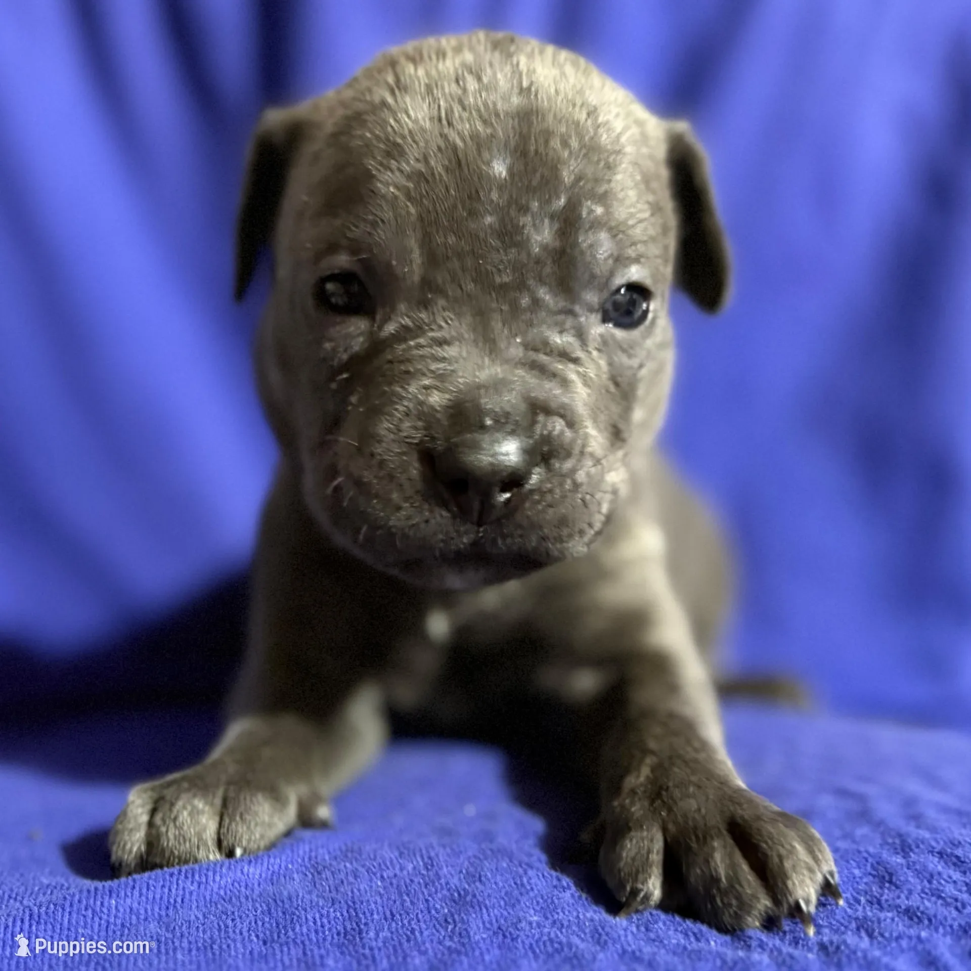 Typhoon, a male Cane Corso for sale in Laurinburg, NC – Photo 5 of 5