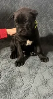 Green Colar Male, a male Cane Corso for sale in Laurinburg, NC – 2 of 5