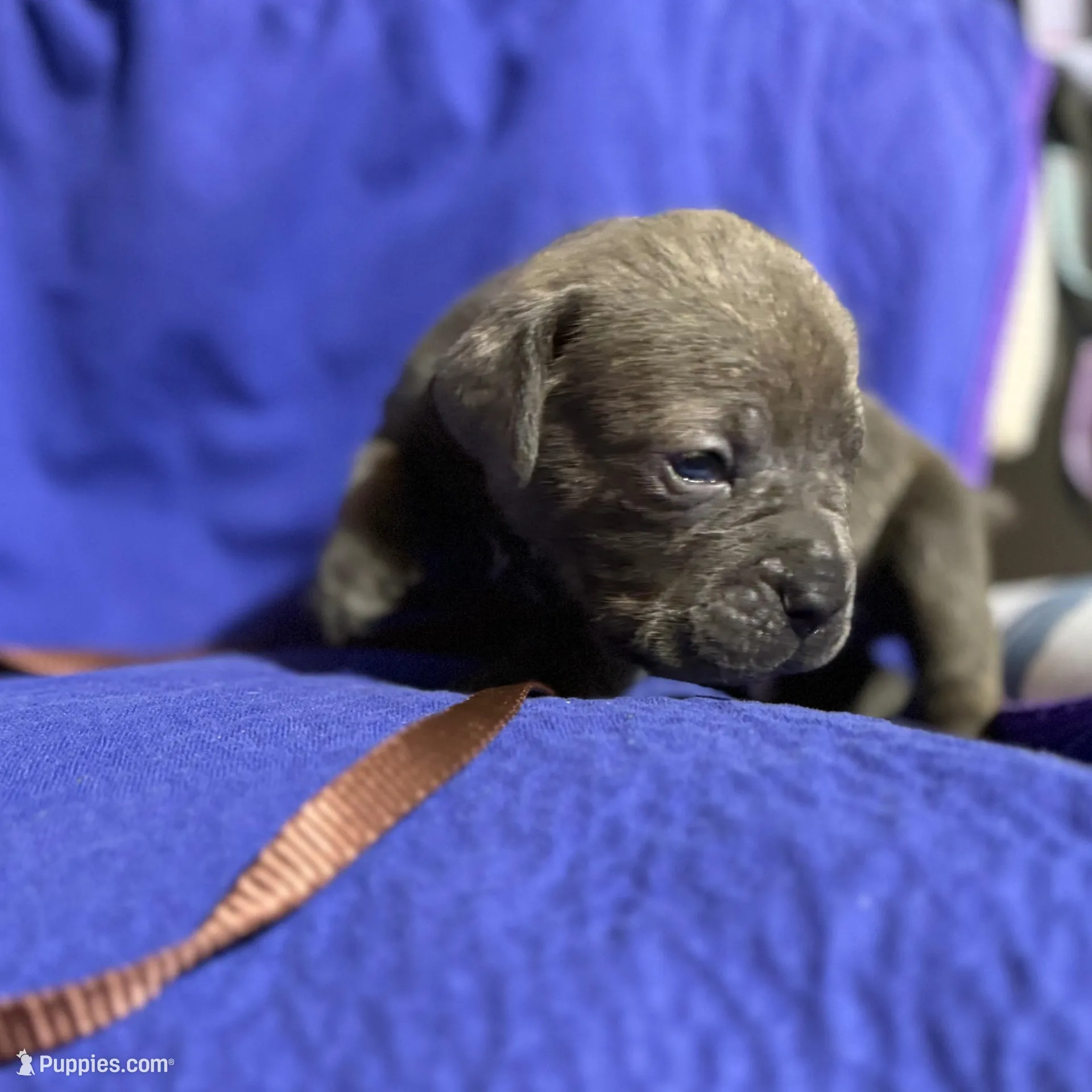 Tornado, a male Cane Corso for sale in Laurinburg, NC – Photo 4 of 5