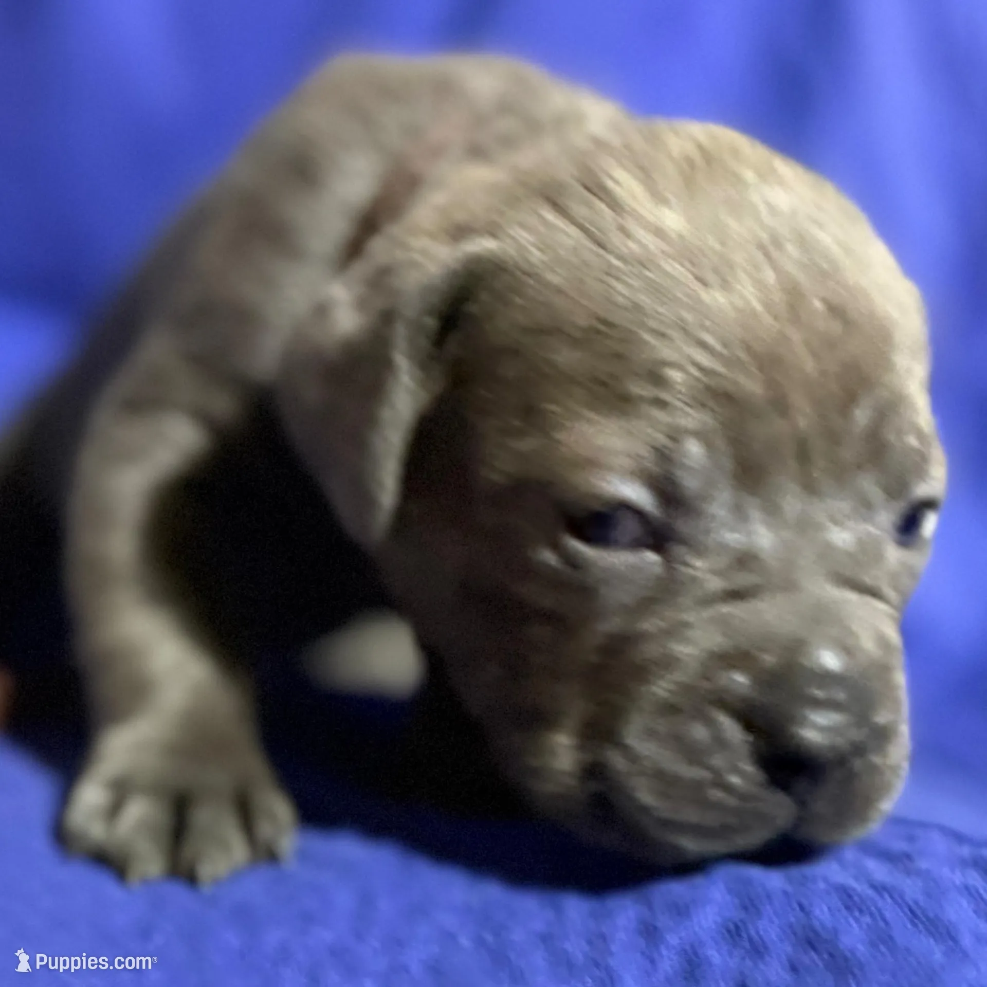 Tornado, a male Cane Corso for sale in Laurinburg, NC – Photo 3 of 5