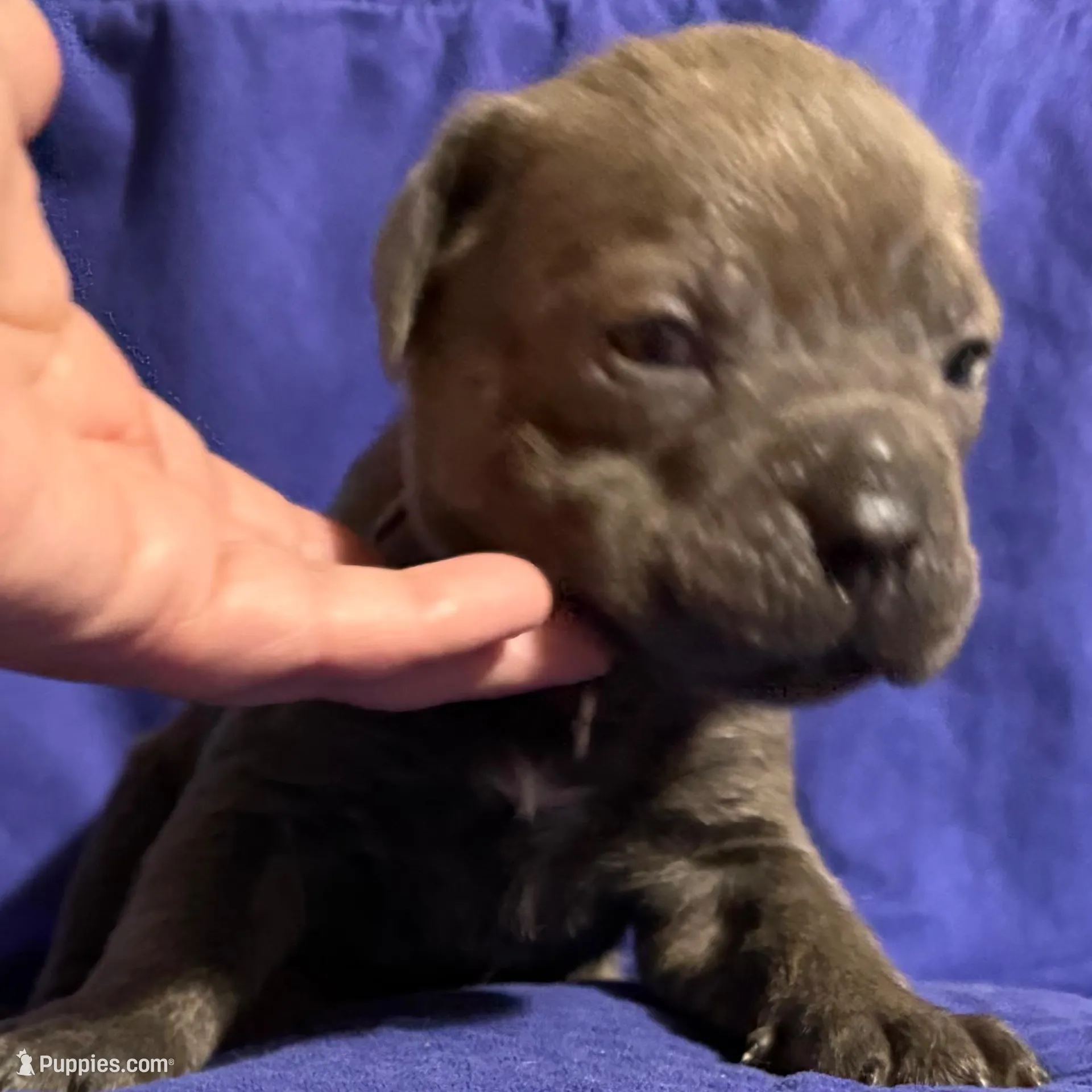 Tornado, a male Cane Corso for sale in Laurinburg, NC – Photo 2 of 5