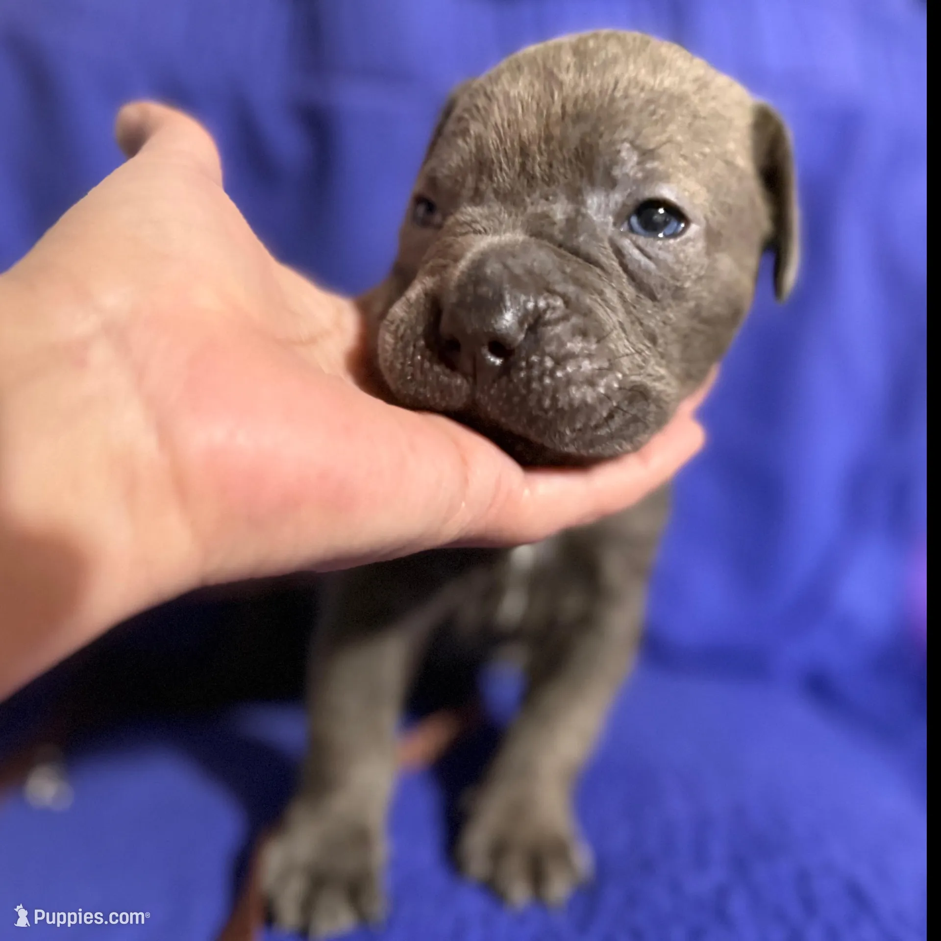 Tornado, a male Cane Corso for sale in Laurinburg, NC – Photo 5 of 5