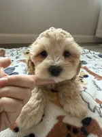 SALLY, a female Cavapoo for sale in White Lake, SD – 2 of 2