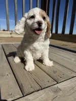 Max , a male Cockapoo for sale in White Lake, SD – Photo 3 of 4