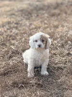 Max , a male Cockapoo for sale in White Lake, SD – Photo 4 of 4