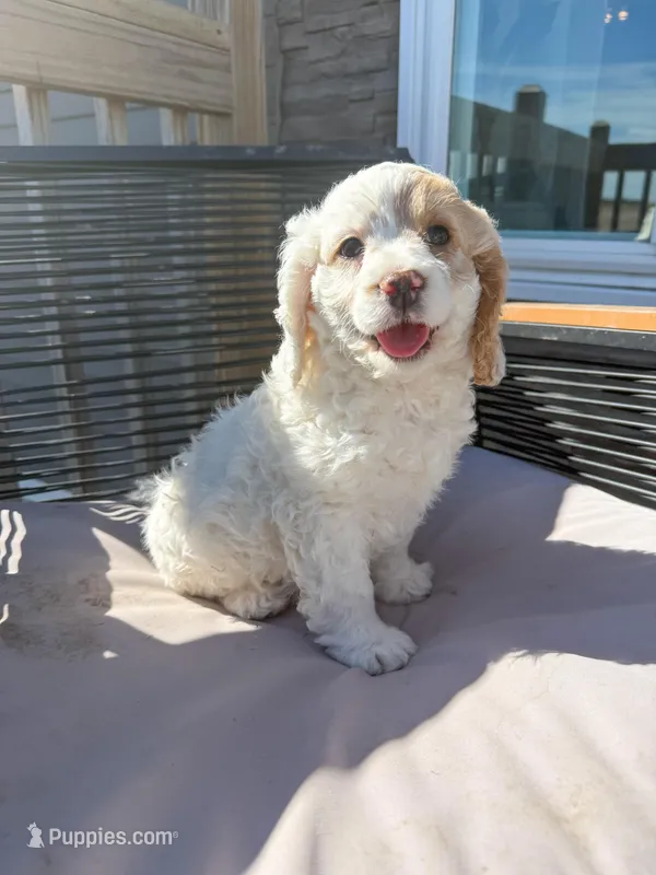 Max  – Cockapoo puppy for sale in White Lake, SD