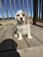Max , a male Cockapoo for sale in White Lake, SD – Photo 2 of 4