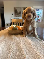 DARYL, a male Cockapoo for sale in White Lake, SD – 2 of 2