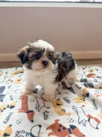 BLAIR , a female Havanese and Shih Tzu for sale in White Lake, SD – 2 of 2