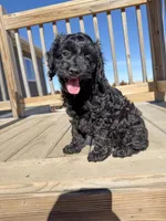 Dennis, a male Cockapoo for sale in White Lake, SD – Photo 1 of 4