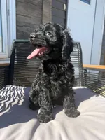 Dennis, a male Cockapoo for sale in White Lake, SD – Photo 3 of 4