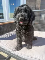 Dennis, a male Cockapoo for sale in White Lake, SD – Photo 4 of 4