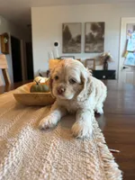 KEVIN, a male Cocker Spaniel for sale in White Lake, SD – 2 of 2