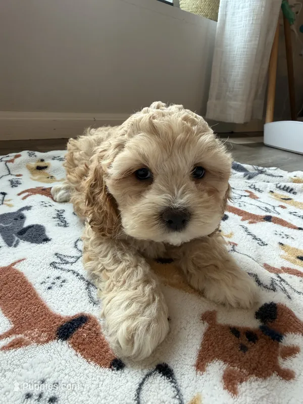 SALLY – Cavapoo puppy for sale in White Lake, SD