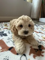 SALLY, a female Cavapoo for sale in White Lake, SD – 1 of 2