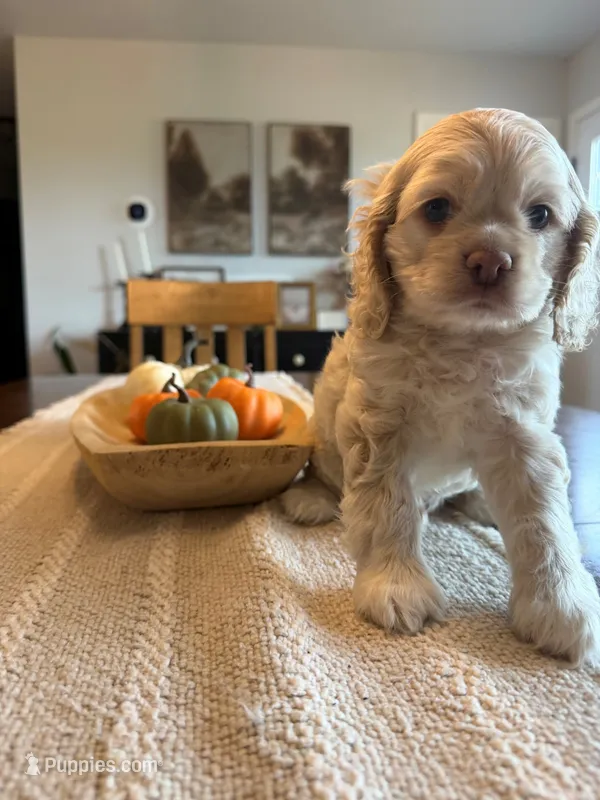 KEVIN – Cocker Spaniel puppy for sale in White Lake, SD