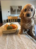 GREG, a male Cockapoo for sale in White Lake, SD – 2 of 2