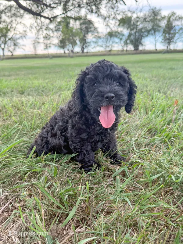 TERRY – Cockapoo puppy for sale in White Lake, SD
