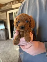Sammy, a male Poodle - Miniature  for sale in White Lake, SD – Photo 2 of 3