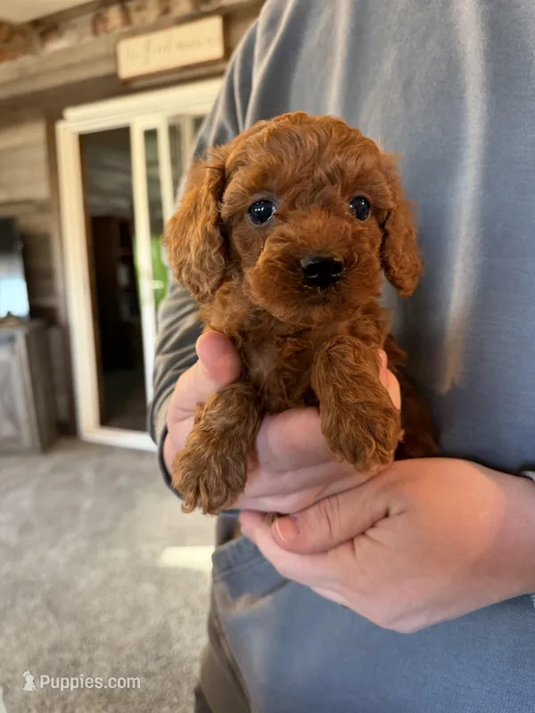 Sammy – Poodle - Miniature  puppy for sale in White Lake, SD
