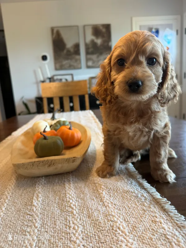 GREG – Cockapoo puppy for sale in White Lake, SD