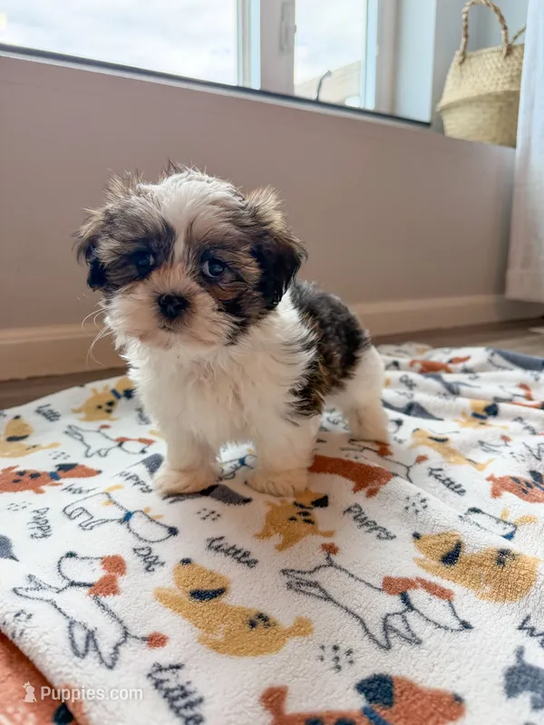 BLAIR  – Havanese, Shih Tzu puppy for sale in White Lake, SD