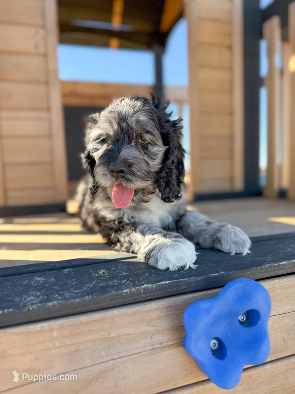 Ben – Cockapoo puppy for sale in White Lake, SD