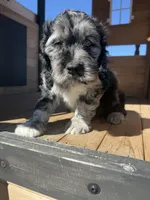 Ben, a male Cockapoo for sale in White Lake, SD – Photo 4 of 4