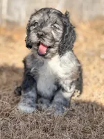 Ben, a male Cockapoo for sale in White Lake, SD – Photo 3 of 4
