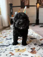 TERRY, a male Cavapoo for sale in White Lake, SD – 2 of 2