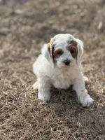 Billy, a male Cockapoo for sale in White Lake, SD – Photo 2 of 3