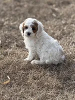 Billy, a male Cockapoo for sale in White Lake, SD – Photo 3 of 3