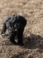 Sammy, a male Cockapoo for sale in White Lake, SD – Photo 1 of 2
