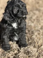 Sammy, a male Cockapoo for sale in White Lake, SD – Photo 2 of 2