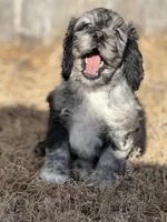 Tiger, a male Cockapoo for sale in White Lake, SD – Photo 3 of 3