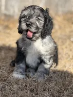 Tiger, a male Cockapoo for sale in White Lake, SD – Photo 2 of 3