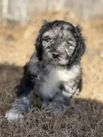 Tiger, a male Cockapoo for sale in White Lake, SD – Photo 1 of 3