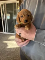 Molly , a female Poodle - Miniature  for sale in White Lake, SD – Photo 2 of 3