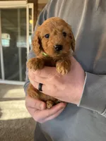 Molly , a female Poodle - Miniature  for sale in White Lake, SD – Photo 1 of 3