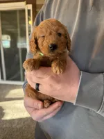 Molly , a female Poodle - Miniature  for sale in White Lake, SD – Photo 3 of 3